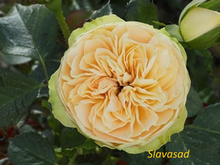 Champagne Rokoko (Шампань Рококо) (Мультифлора)